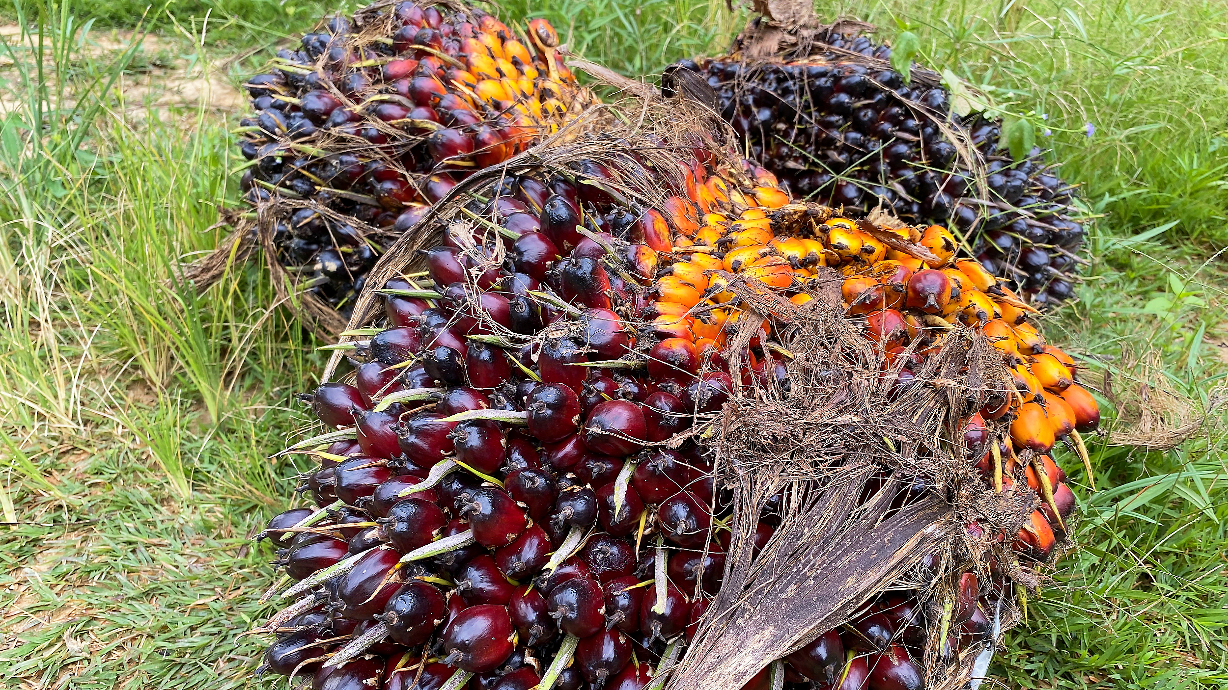 Palm seeds