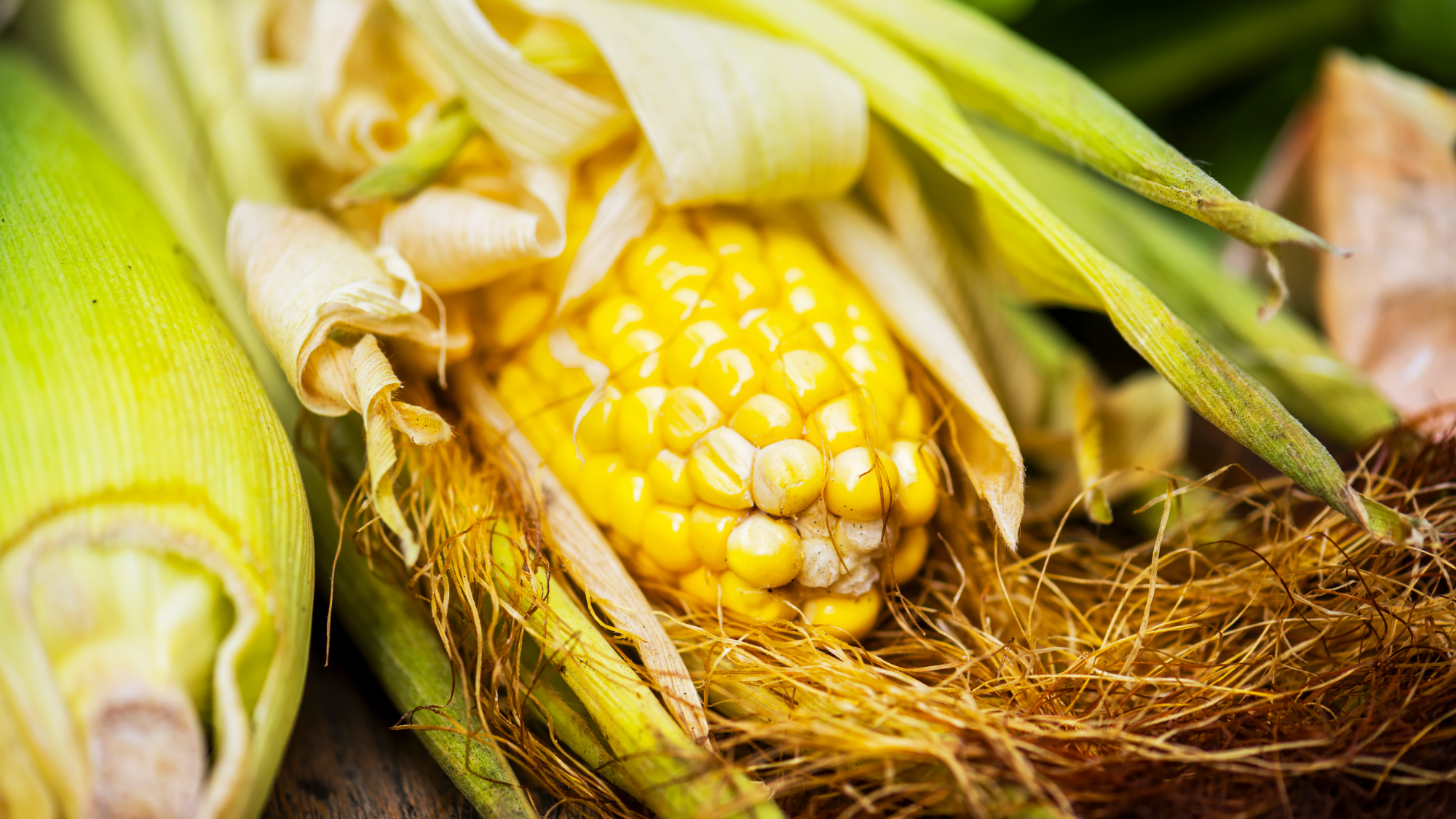 Corn, Maize
