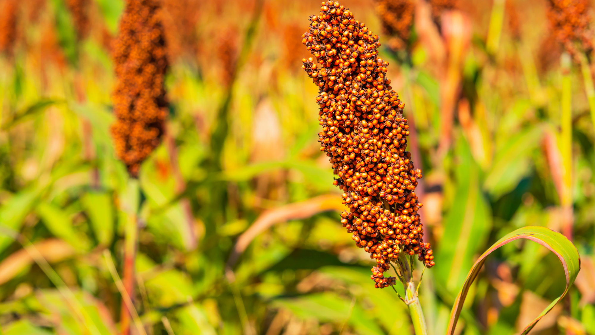 Millet
