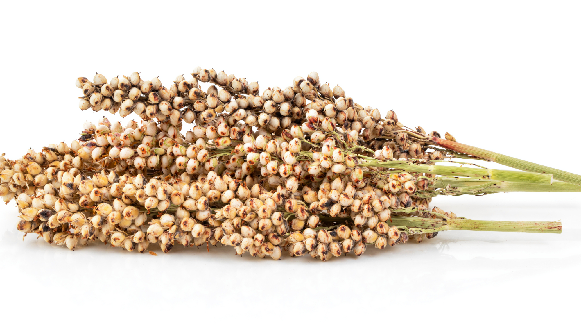 Sorghum