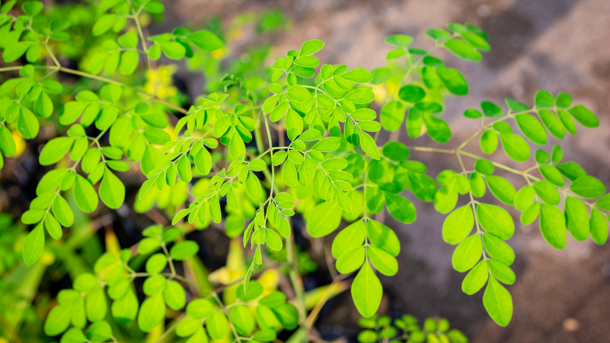 Moringa tree leaves