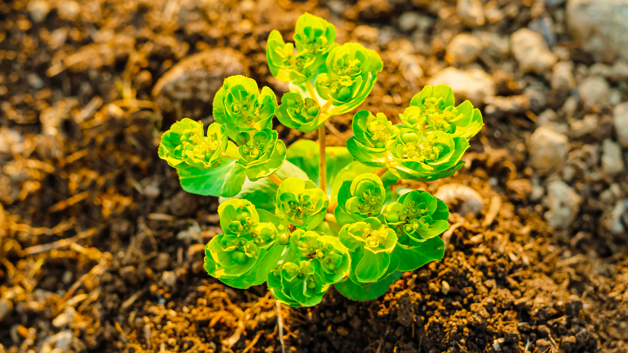 Selenium in soil