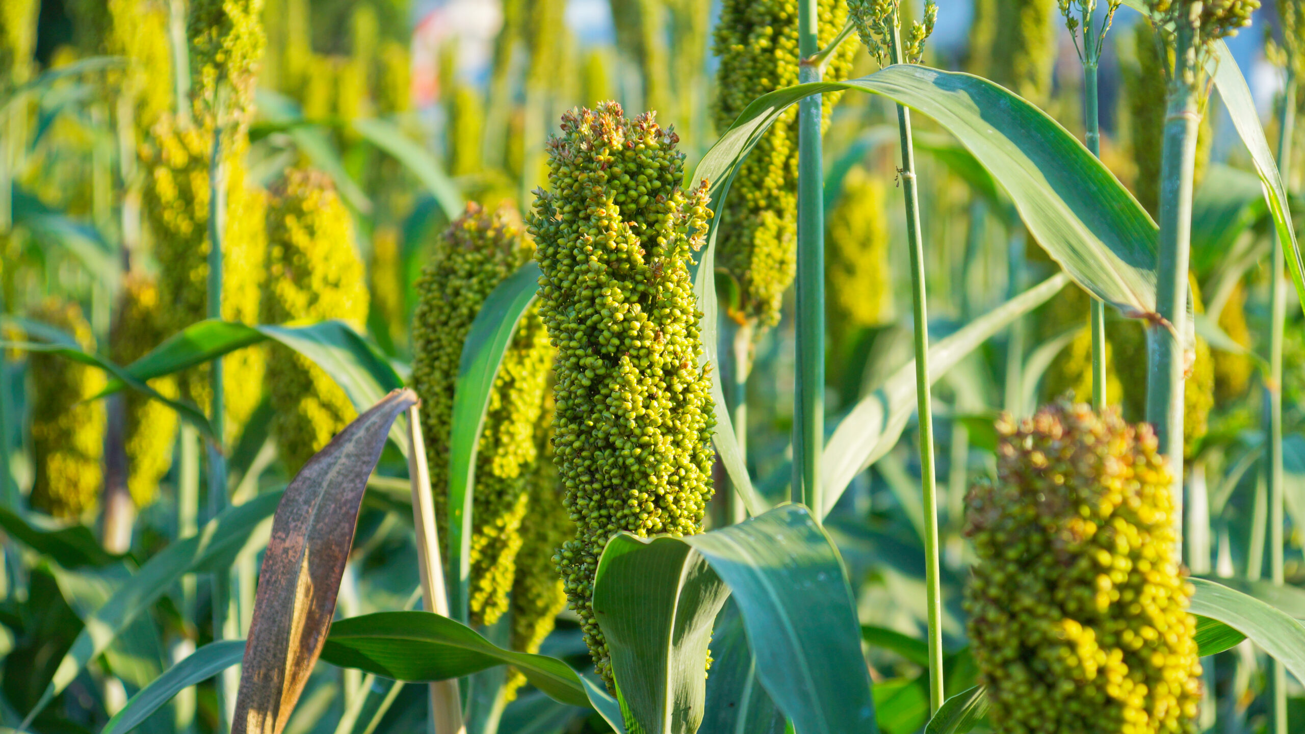 Unriped Millet